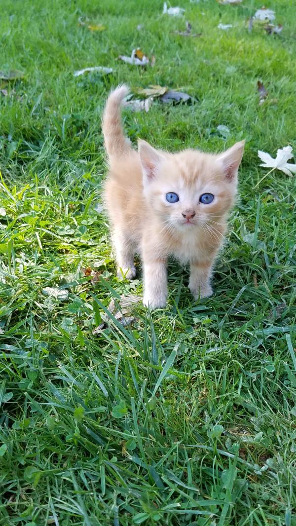/Images/uploads/Animal Control  Welfare Project/PrettiestPetContest/entries/6270thumb.jpg